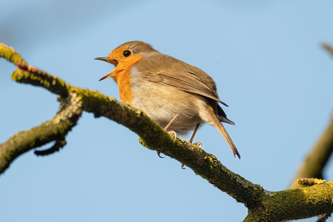 Die Welt der Singvögel