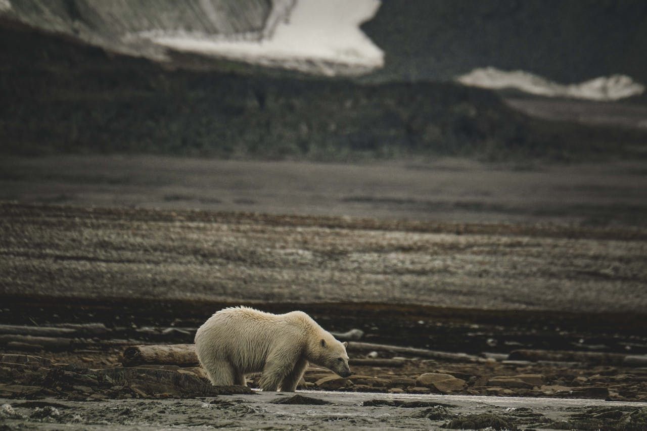 Der Klimawandel und seine Auswirkungen auf die globale Biodiversität